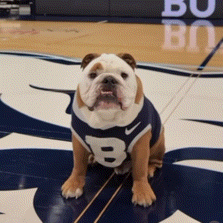 a bulldog wearing a number 8 jersey sits on the floor