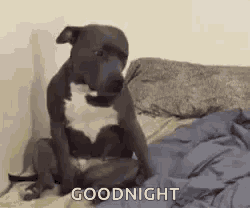a dog is sitting on a bed with the words `` goodnight '' written on the blanket .