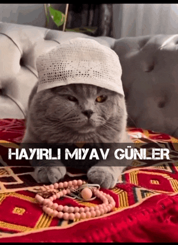 a cat wearing a hat sits on a couch with a rosary