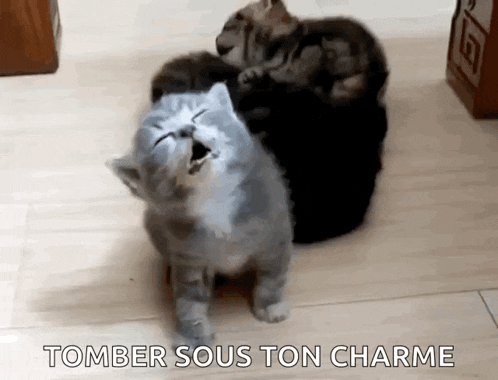 a group of cats are playing with each other on the floor .