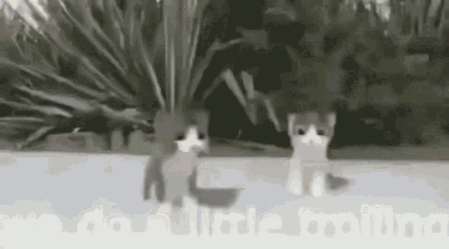 We Do A Little Trolling Dance Cat GIF - We Do A Little Trolling Dance Cat GIFs
