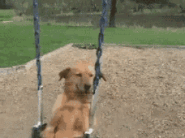 a brown dog is sitting on a swing in a park