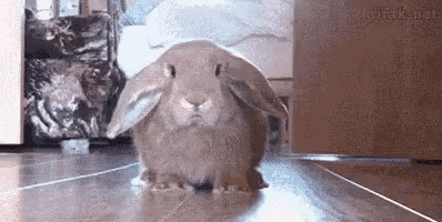 a rabbit is standing on a wooden floor in a room .