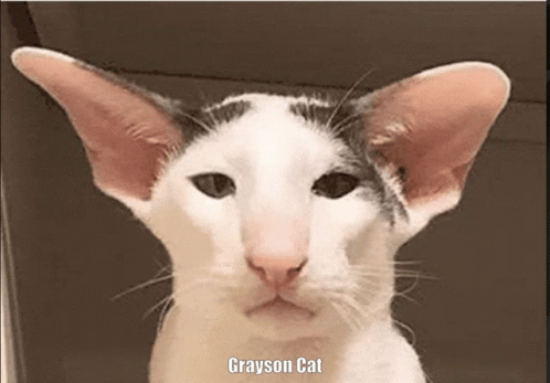 Grayson Cat Oriental Shorthair GIF - Grayson Cat Oriental Shorthair GIFs