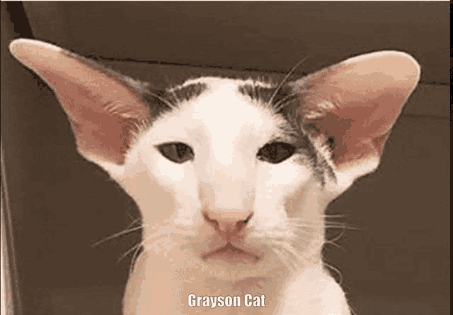 a black and white cat with the name grayson cat on the bottom right