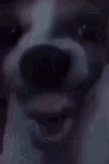 a close up of a dog 's face with sunglasses on