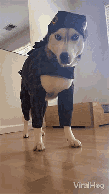 Confused Dog Viralhog GIF