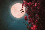 a full moon is visible through the branches of a tree .