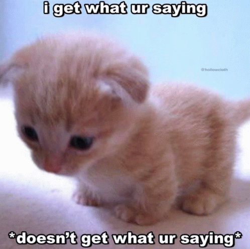 Cat Meme GIF - Cat Meme GIFs