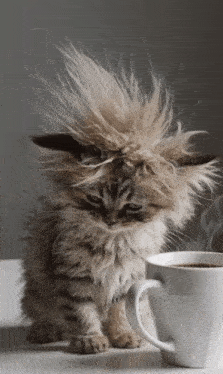a fluffy kitten sitting next to a cup of coffee with steam coming out of it