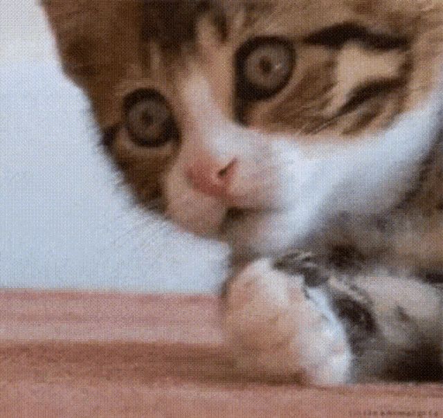 a close up of a cat playing with a toy on a bed