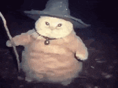 a stuffed cat wearing a wizard hat and holding a wand .