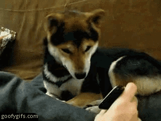 a dog laying on a person 's lap with a goofygifs.com watermark
