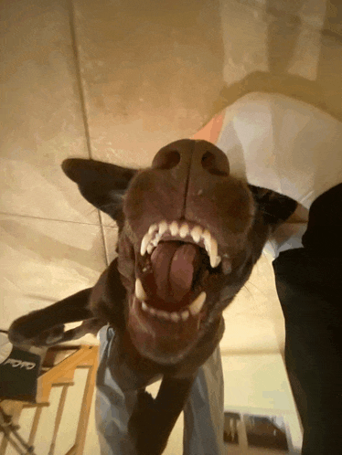 a close up of a dog 's mouth with its tongue out and a nike logo in the background