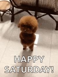a small brown poodle is standing on its hind legs in a living room .