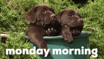 two brown puppies sitting in a green bucket with monday morning written below them
