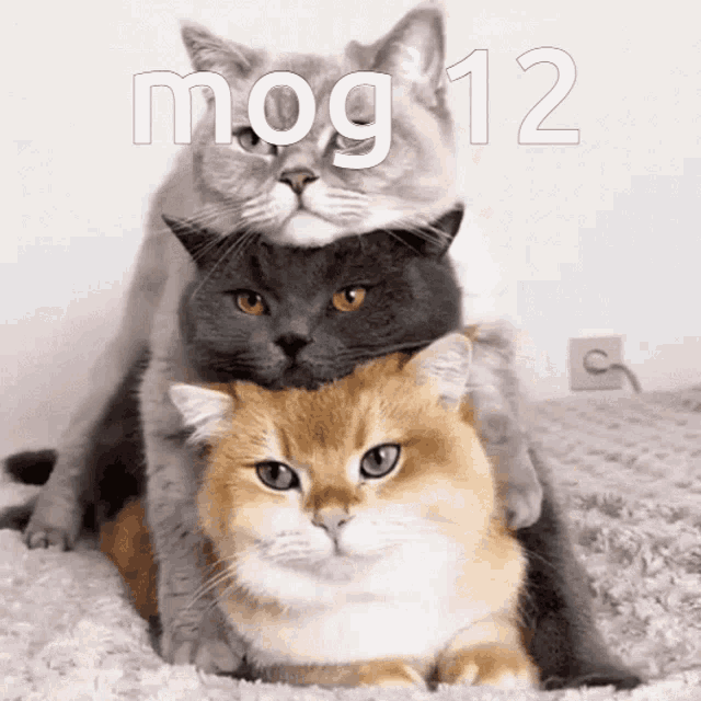 Mog Mog12 GIF - Mog Mog12 Rog GIFs
