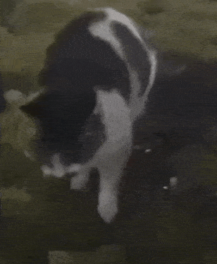 a black and white cat is laying on the ground looking at something .