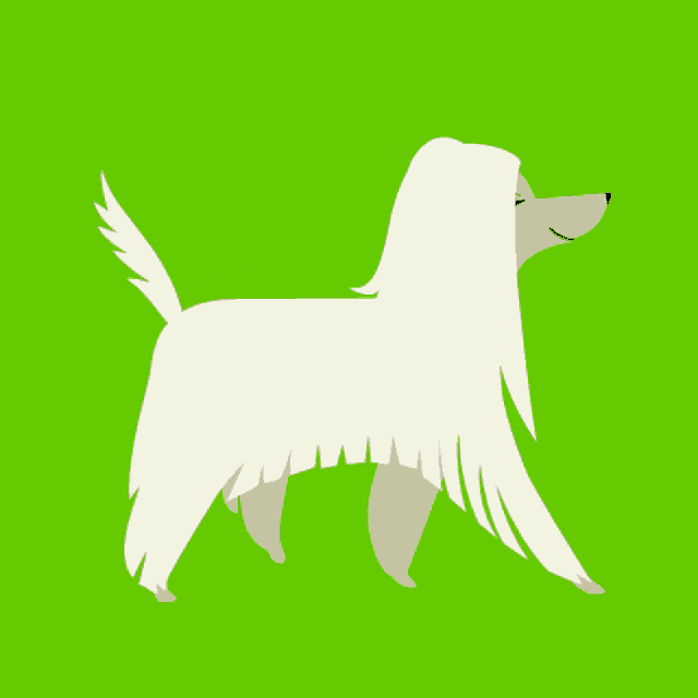 a white dog with long hair is walking on a green screen