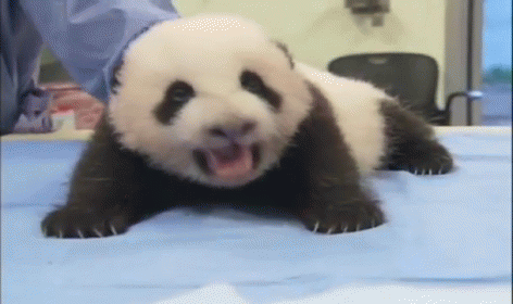 Baby Panda GIF - Panda GIFs