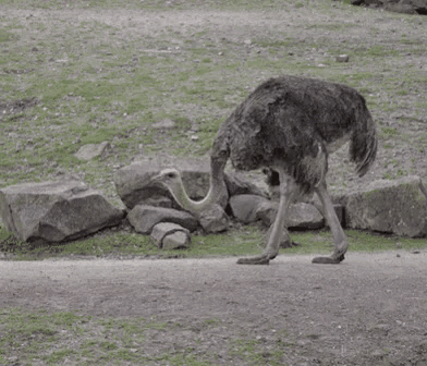 an ostrich is walking on a dirt road