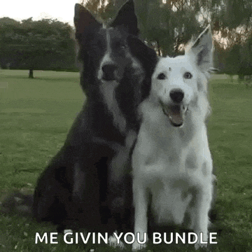 a black and white dog are sitting next to each other in a field .