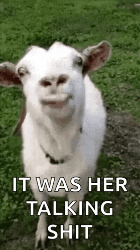 a white goat is standing in a grassy field with the words `` it was her talking shit '' .