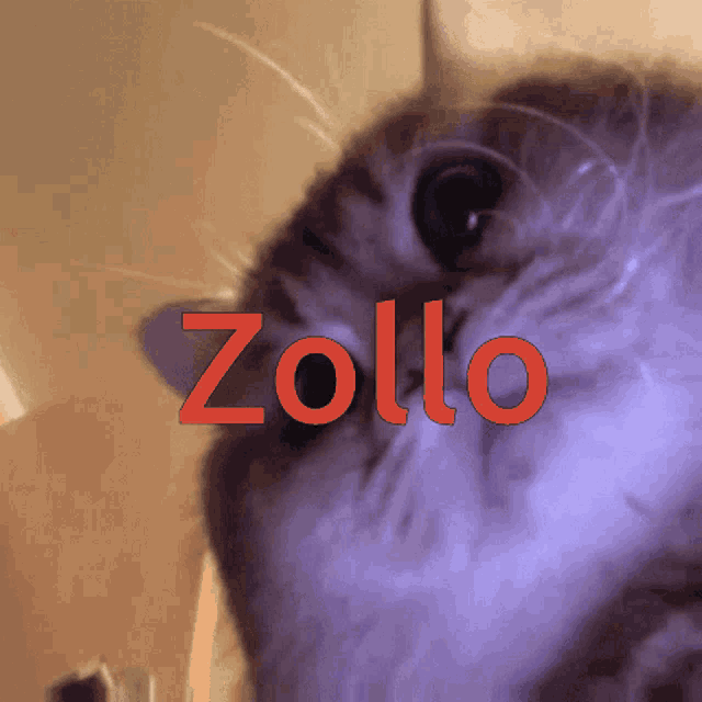 a close up of a cat with the word zillo in red letters