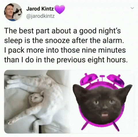 Sleep Humor GIF - Sleep Humor Cats GIFs