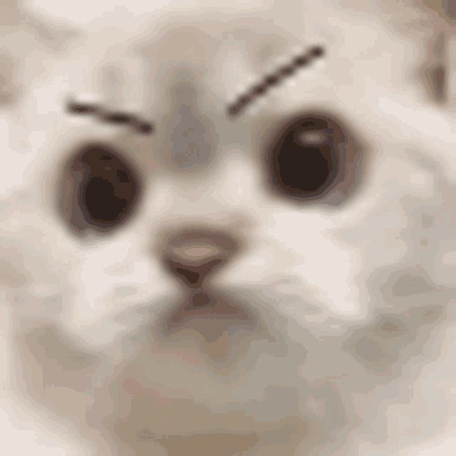 a close up of a cat 's face with a slight angry look on its face .