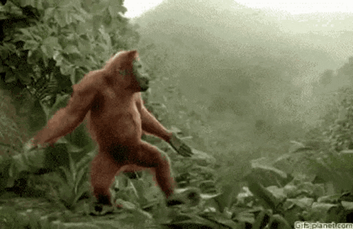 an orangutan is dancing in the jungle with a gif planet.com watermark
