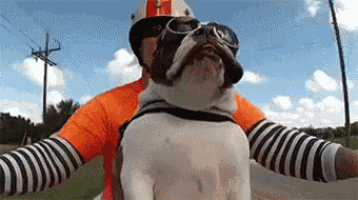 a man wearing a helmet and goggles is carrying a bulldog on his shoulders