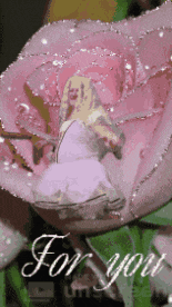 a pink rose with a fairy inside of it and the words for you