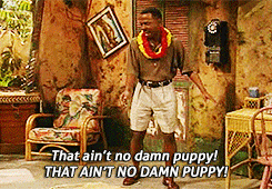 a man with a lei around his neck says that ain 't no damn puppy in a room