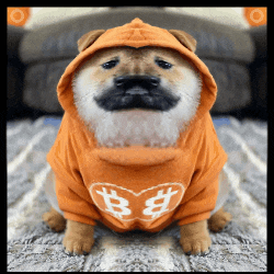 a dog wearing an orange hoodie with a heart and a b on it