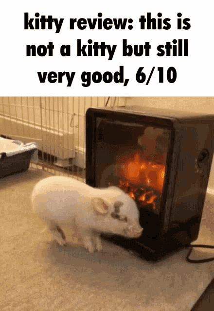 a picture of a pig standing next to a fireplace with the caption kitty review this is not a kitty but still very good