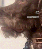 a close up of a dog 's face with the words dogsofcomedy written on it