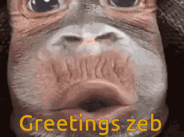 Zeb Zebulon GIF - Zeb Zebulon Hi Zeb GIFs