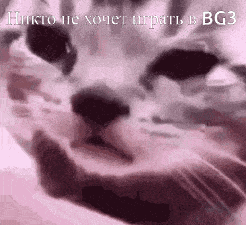 a close up of a cat 's face with the words " bg3 " on the bottom