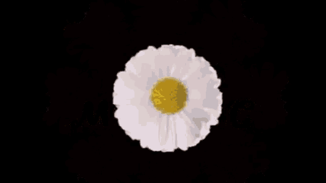 a circle of daisies with a yellow center on a black background