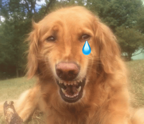 Crying Laughing Dog GIF - Crying Laughing Dog GIFs