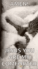 a cat is laying on a bed with the words `` amen jesus you are my comforter '' .