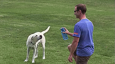 Thirsty Dog GIF - Water Bottle Dog Cute Dog GIFs