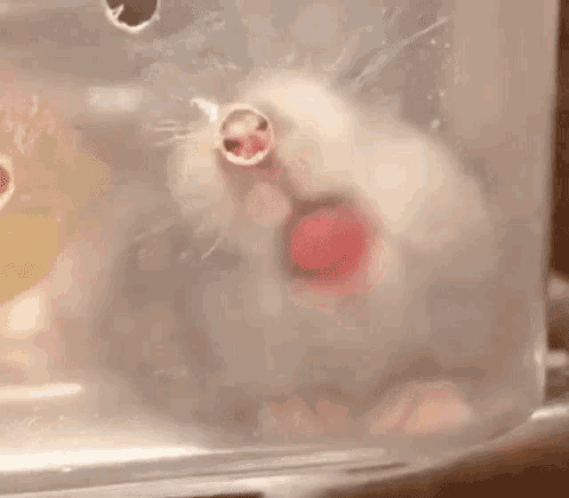 a close up of a hamster in a plastic container with a red heart in its mouth .