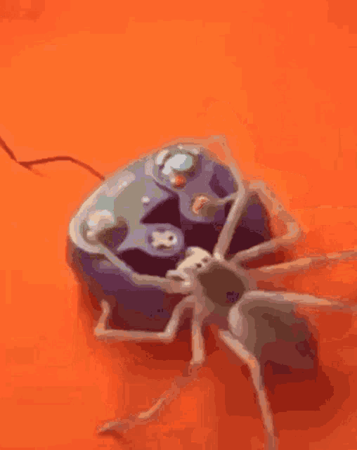 a spider is sitting on top of a nintendo game controller
