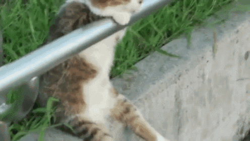 Cat Sitting Relaxed GIF - Cute Cat Sit GIFs