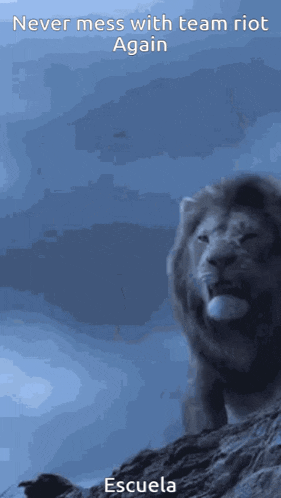 a picture of a lion on a hill with the caption never mess with team riot again escuela