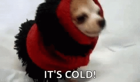 Cold Dog GIF - Cold Dog Doggo GIFs