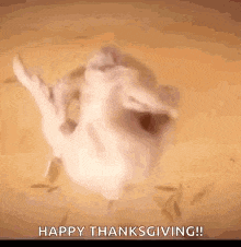 a cat is dancing on a table with the words `` happy thanksgiving '' written above it .
