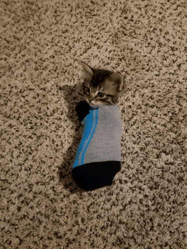 a kitten wrapped in a sock on the floor